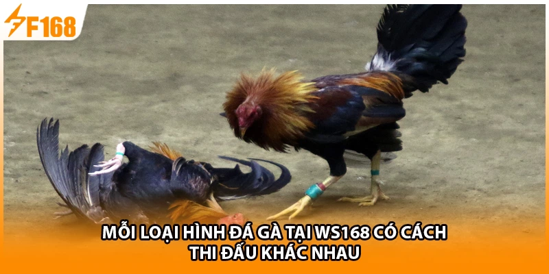 Mỗi loại hình đá gà tại WS168 có cách thi đấu khác nhau