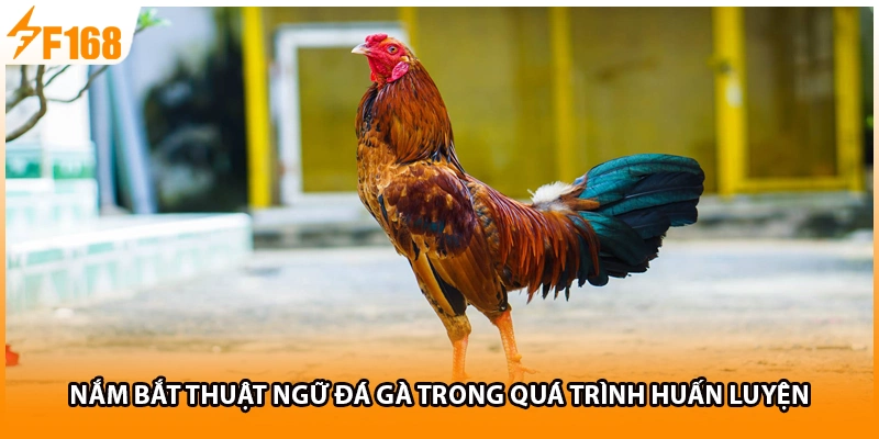 Nắm bắt thuật ngữ đá gà trong quá trình huấn luyện