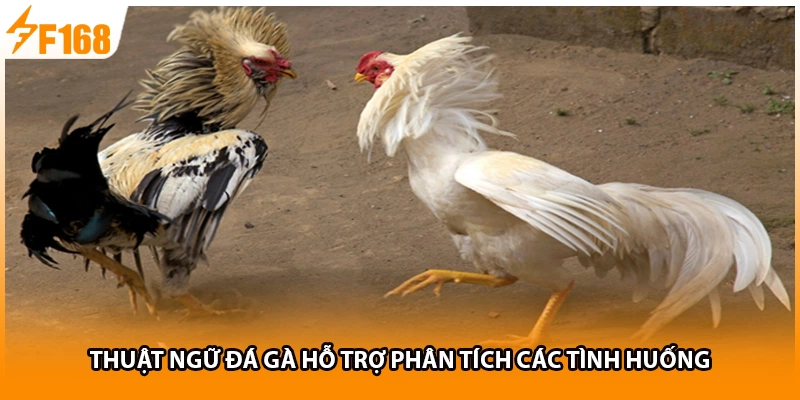 Thuật ngữ đá gà hỗ trợ phân tích các tình huống